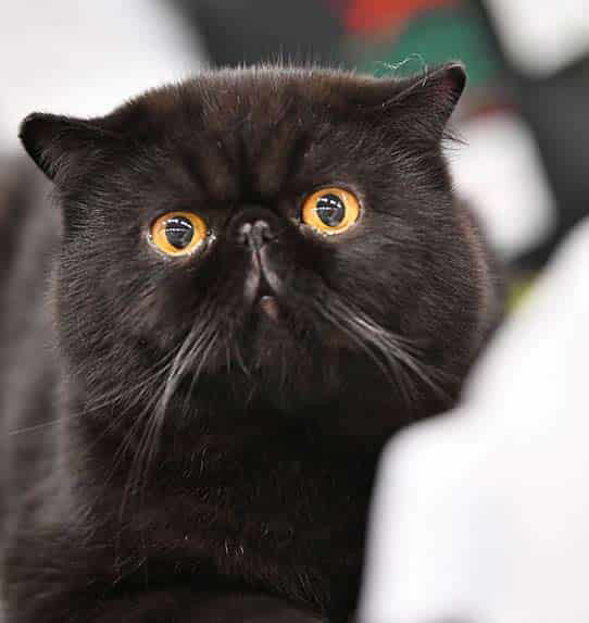 Kot perski czarny - jednobarwny