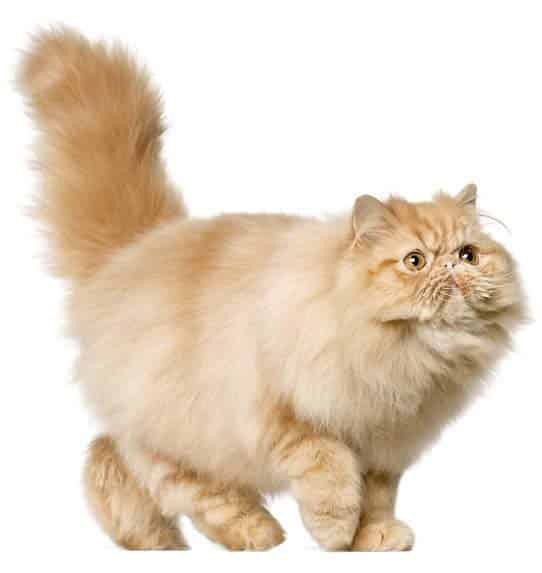 Kot Złoty Tabby, pręgowany, wygląd