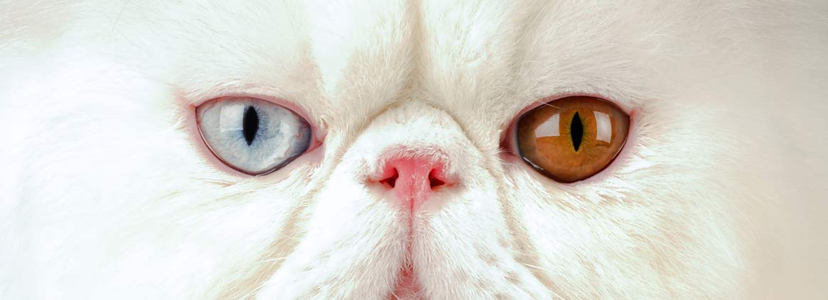 Kot perski biały o oczach w różnym kolorze