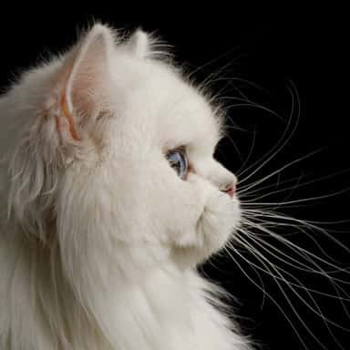 Profil kota perskiego