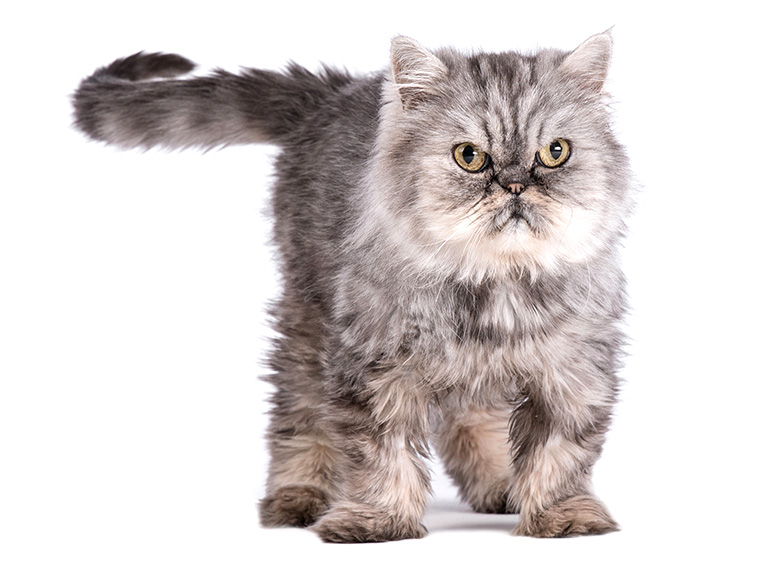 Kot Perski Srebrny Tabby, pręgowany