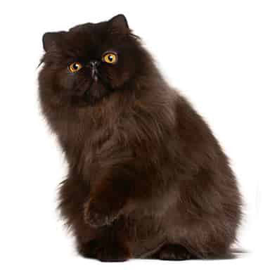 Kot perski czekoladowy - jednobarwny