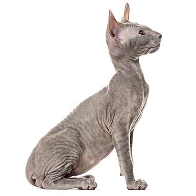 Kot Peterbald