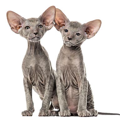 Kot Peterbald