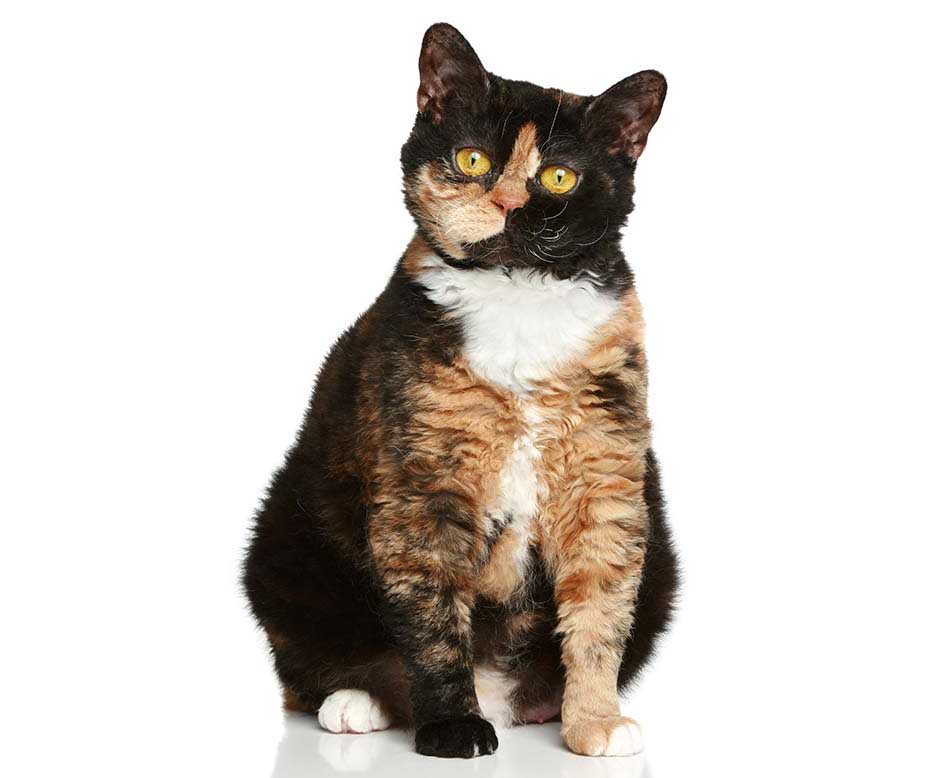 Kot Selkirk Rex Krótkowłosy