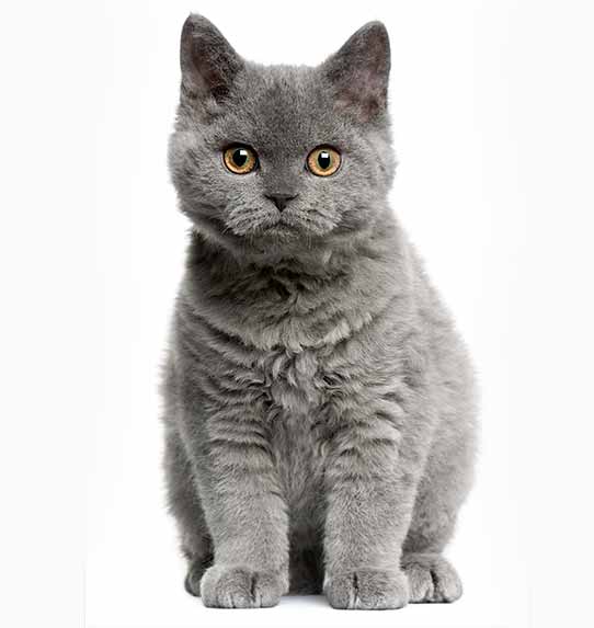 Kot Selkirk Rex Krótkowłosy