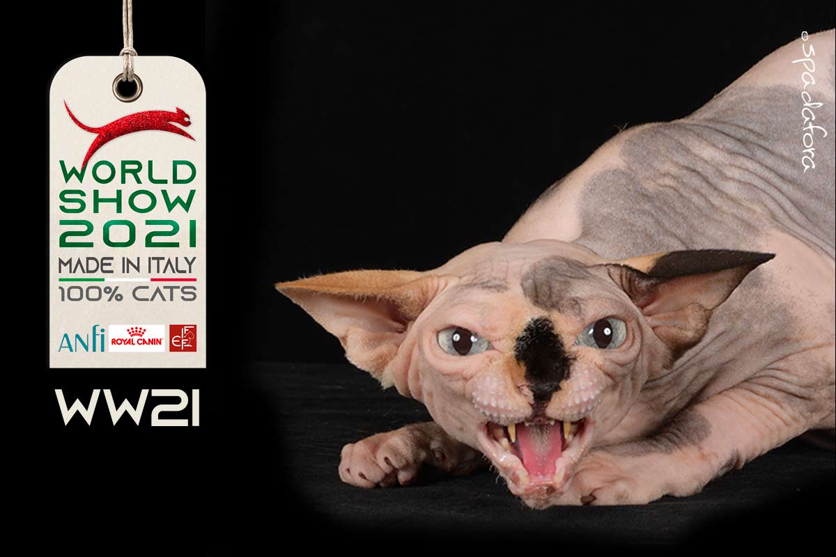 Kot sfinks - Zwycięzca Światowej Wystawy we Włoszech w 2021 r.