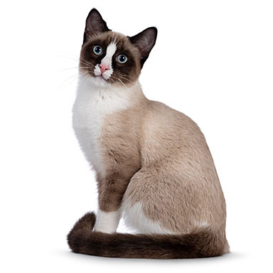 Kot Snowshoe