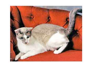 Kot Snowshoe